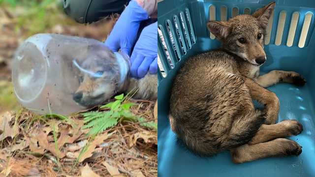 Wildlife crew helps free coyote's head from container - Vimarsana News