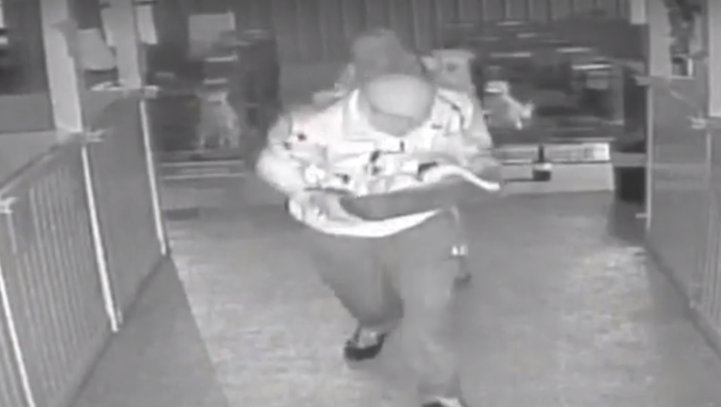 Thieves caught on camera stealing puppies from Omaha pet store
