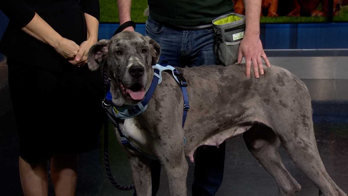 Meet Crumpet, our Adoptable Pet of the Week