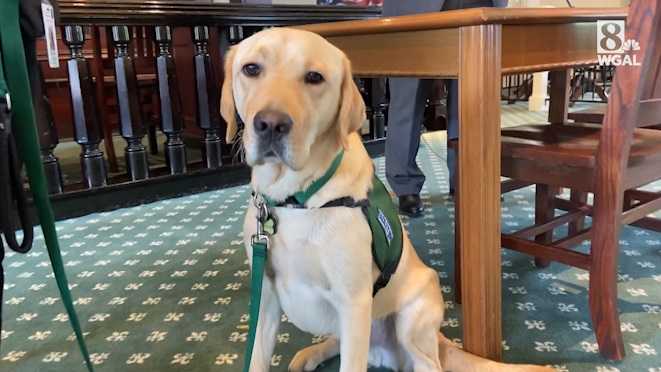 Meet the Cumberland County district attorney's service dog