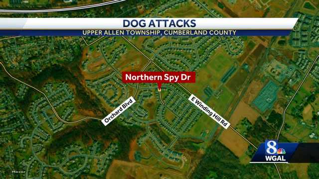 Cumberland County dog attacks leaves 2 people, 2 dogs injured - Vimarsana News