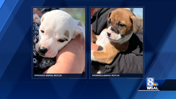 State police: Malnourished dogs found in Cumberland County home