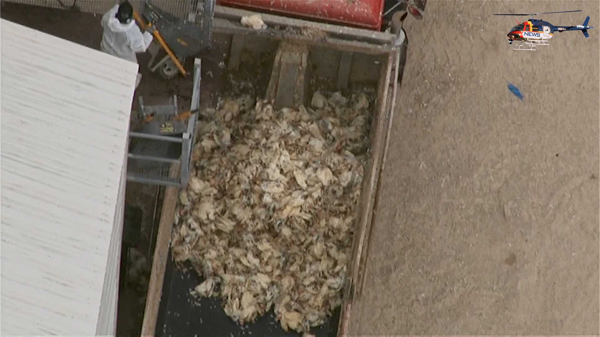 Wisconsin Bird Flu Crews Dispose Of 2 7M Dead Chickens   Dead Chickens 1648583408 