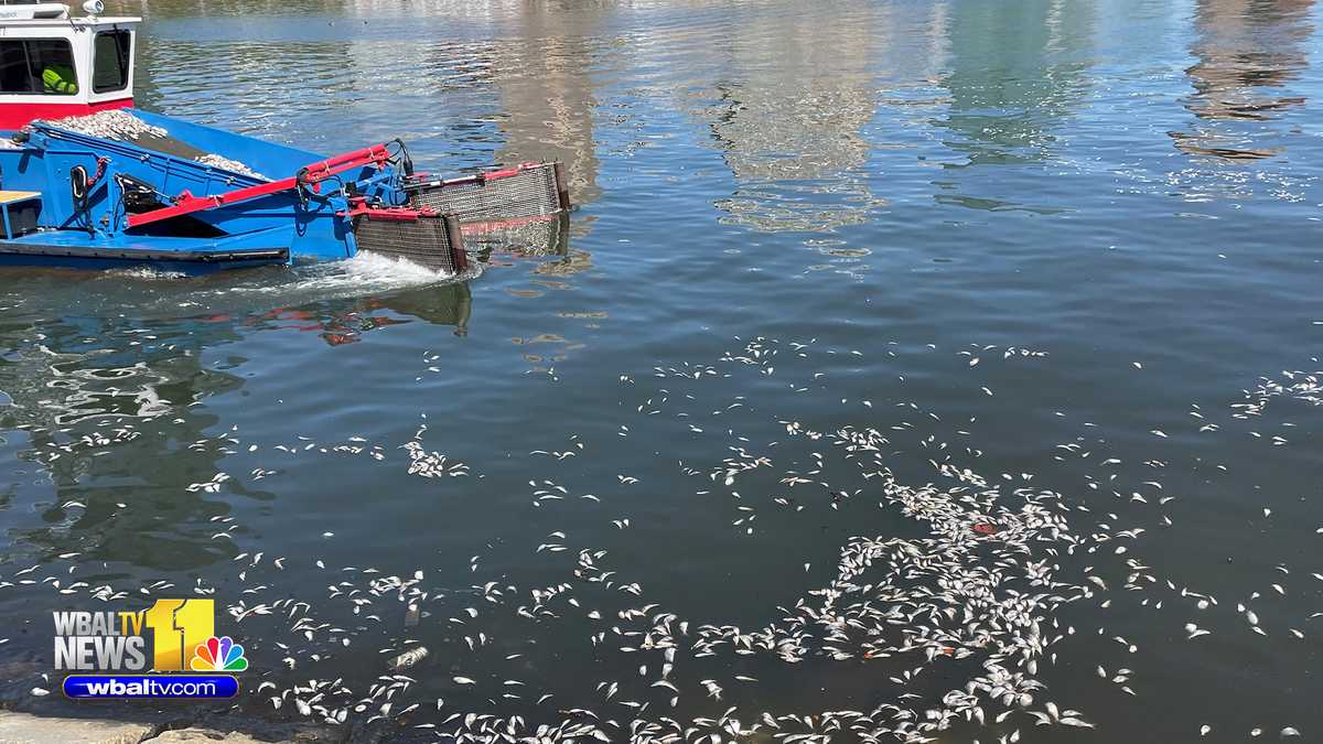 DPW crews collect dead fish from Inner Harbor