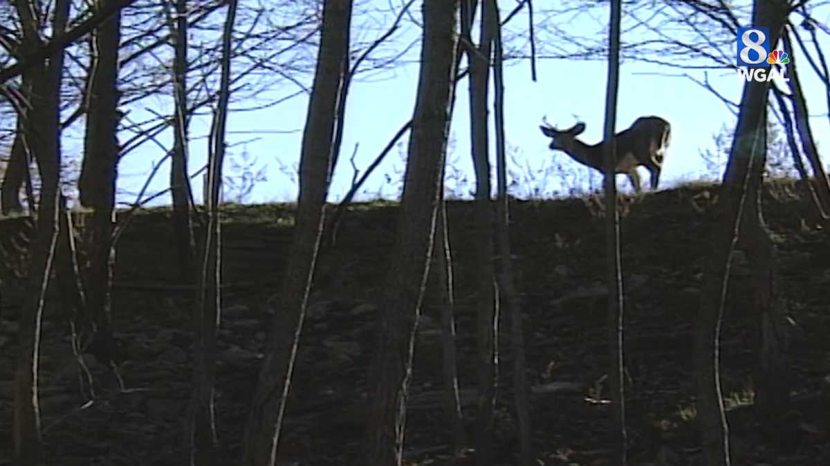 November most dangerous month for deerrelated crashes