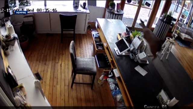 Video: Deer leaps through windows of CBD store - Vimarsana News