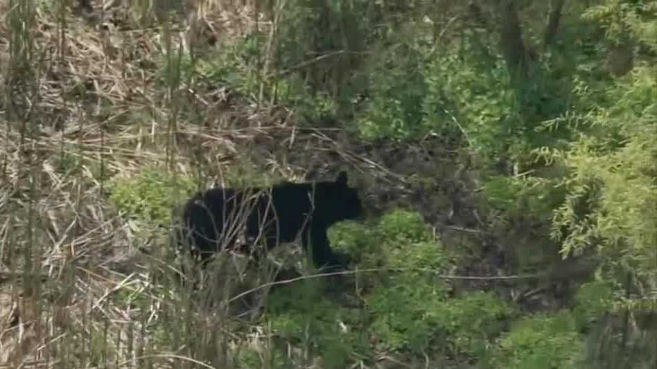 wandering bear trial