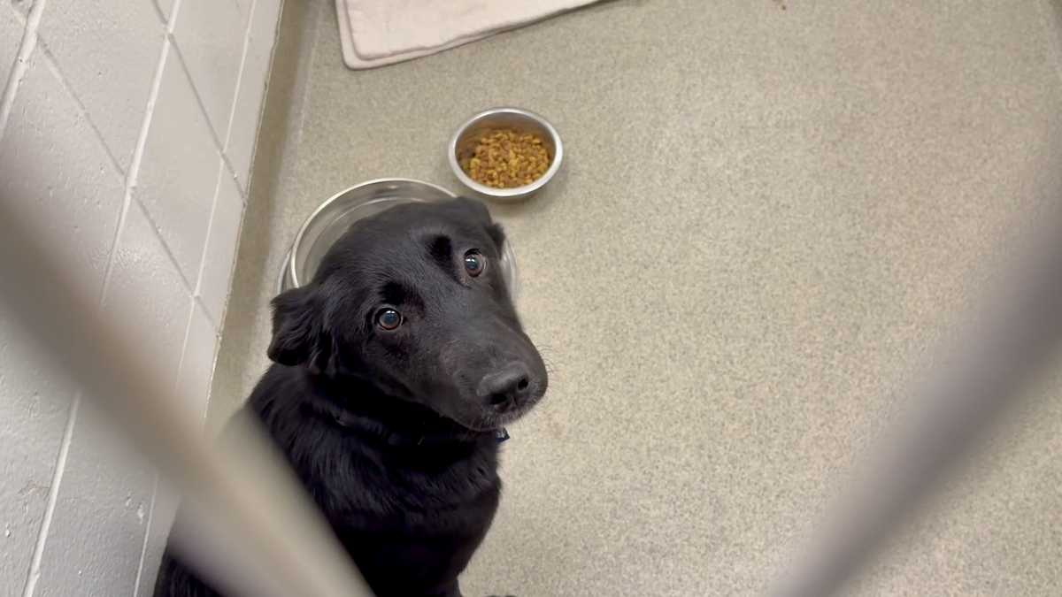 Over 100 dogs available for adoption at Nebraska Humane Society