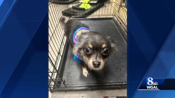 Police look for owner of dog abandoned in dumpster in Dauphin County