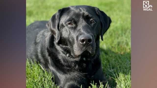 Derry Township K9 to get bullet and stab protective vest - Vimarsana News