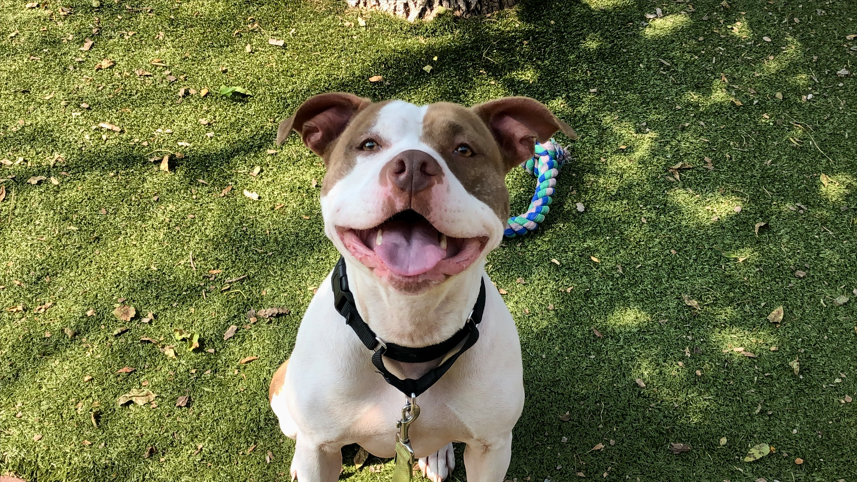 Meet the Nebraska Humane Society's pet of the week