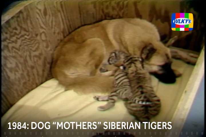 1984: A dog had to 'mother' tiger cubs born at Louisville Zoo