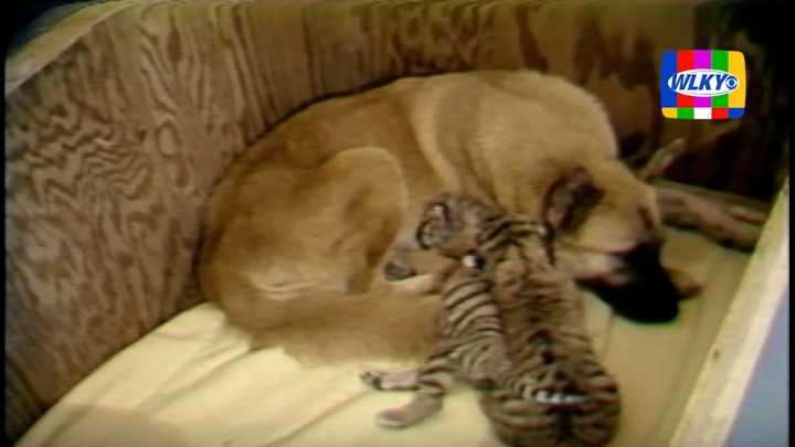 Tiger cubs and their mom at animal refuge center 