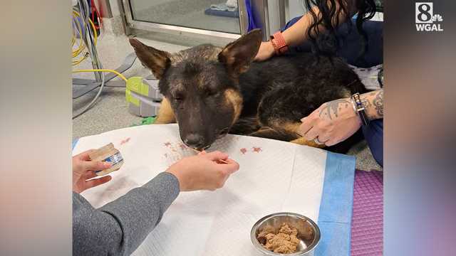 York, Pa., police looking for man who beat dog unconscious - Vimarsana News