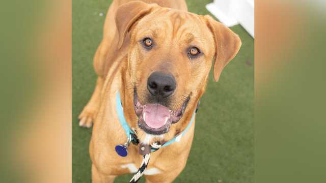 All pets relocated to Mass. after Kentucky tornadoes are adopted - Vimarsana News