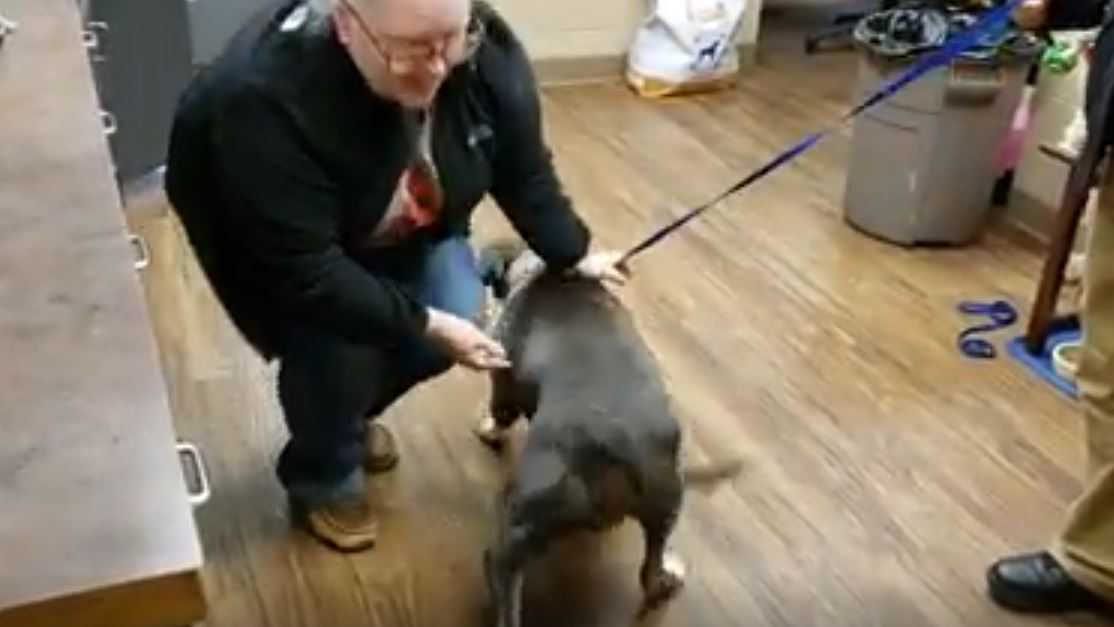 Dog missing for 3 years reunited with owner thanks to microchip