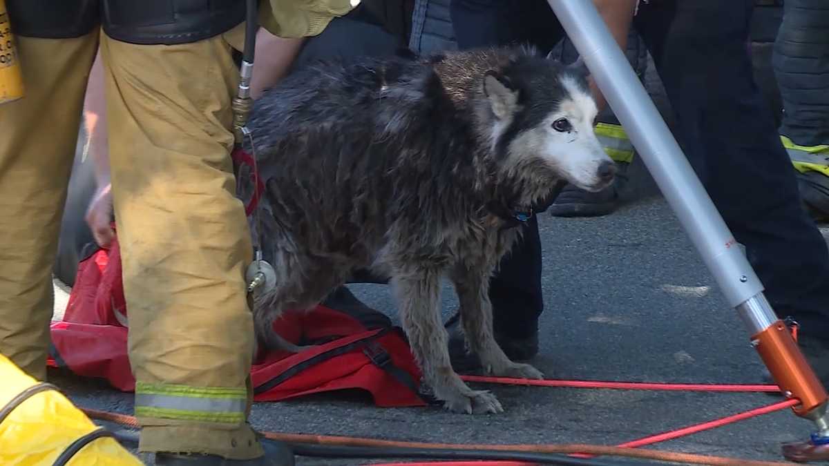 Image result for sacramento firefighters rescue dog