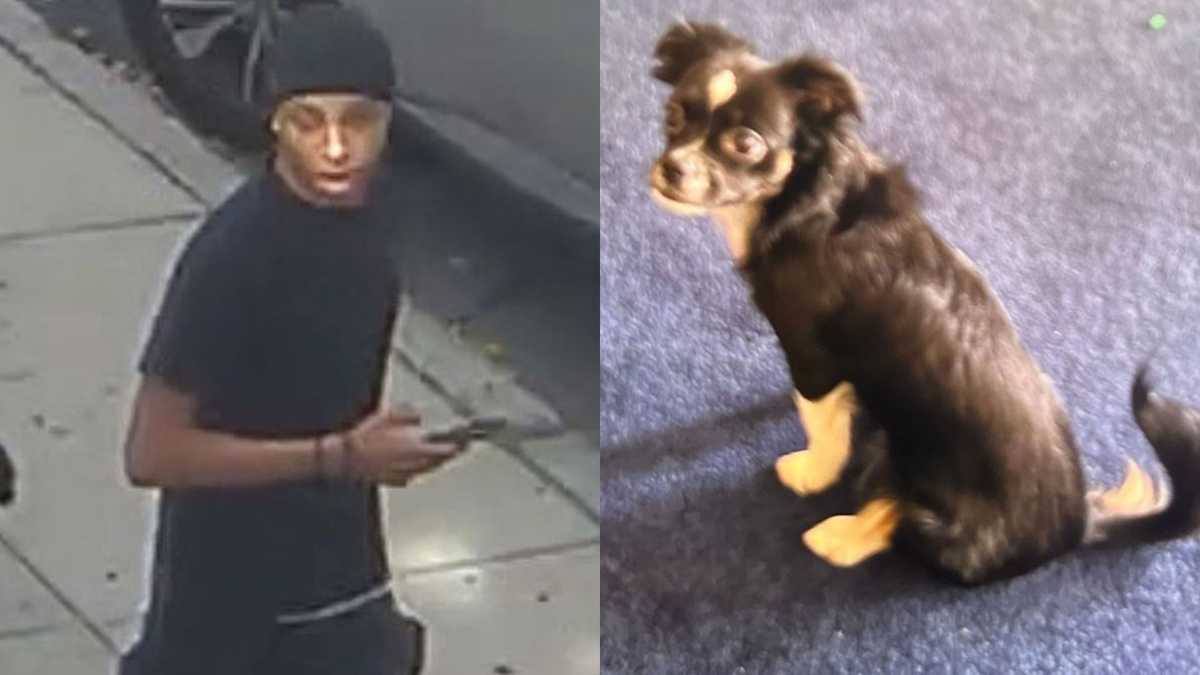 波士顿警方搜寻涉嫌偷狗的人