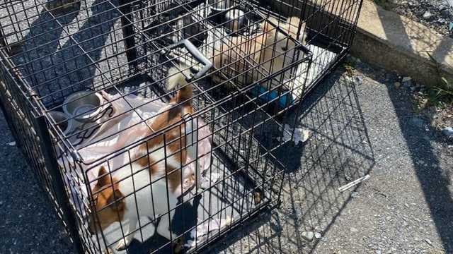 Pennsylvania officers save dogs from burning home - Vimarsana News
