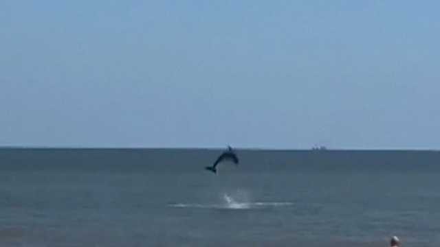 Georgia: Playful pod of dolphins delights beachgoers - Vimarsana News