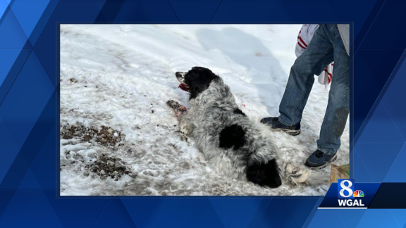 York County firefighters free dog with tail caught in tractor drive shaft - Vimarsana News