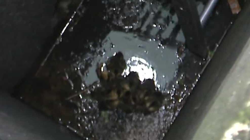 Firefighters rescue ducklings from Pennsylvania storm drain