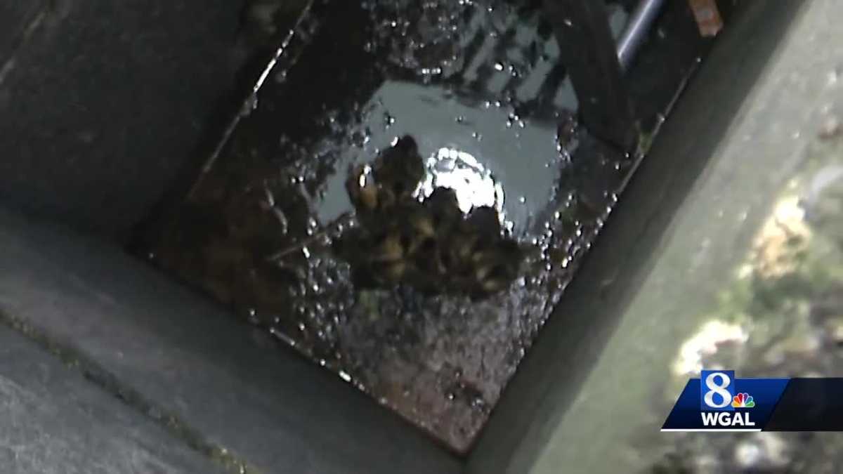 Firefighters rescue ducklings from storm drain in Lancaster County