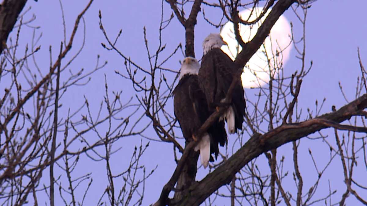 WATCH: More than 1,000 bald eagles converge at wildlife refuge just north of Kansas City