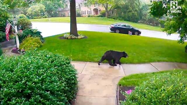 Bear runs through neighborhood in Lancaster County, Pa. - Vimarsana News