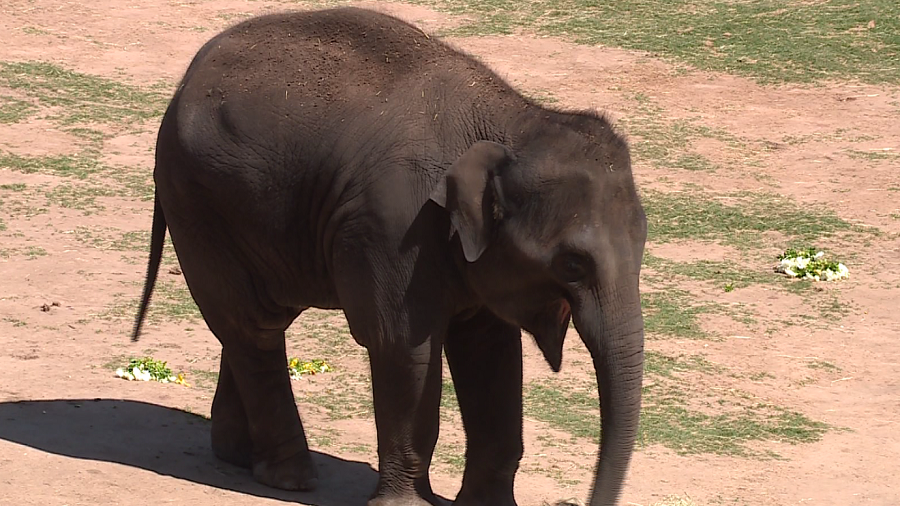 Elephants hunt for Easter eggs at Oklahoma City Zoo