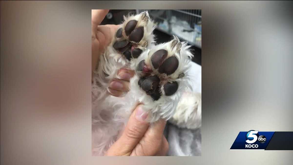 Oklahoma dog’s paws burned while taking walk on hot concrete