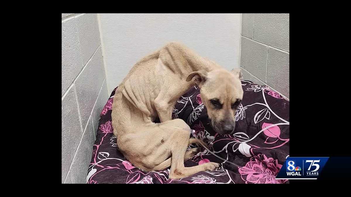 Emaciated dog being cared for by Cumberland County animal rescue