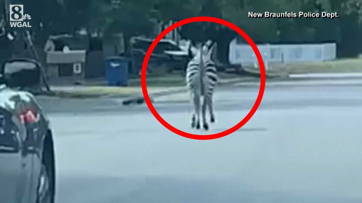 Police chase zebra down Texas street
