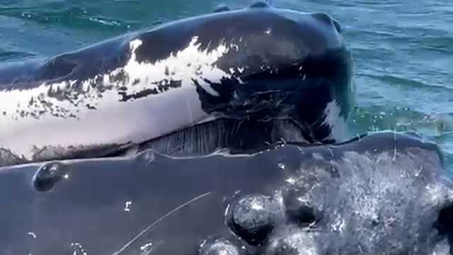 Group has extremely close encounter with whales off Mass. coast - Vimarsana News