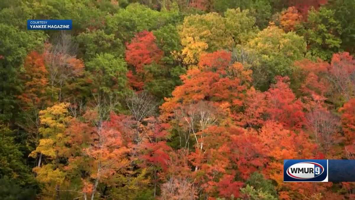 Grow it Green: Benefits of trees