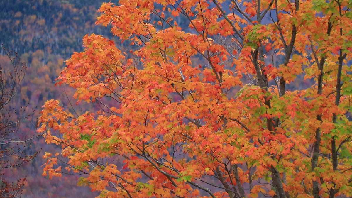 Fall foliage offers clues about tree health, stress - WCVB