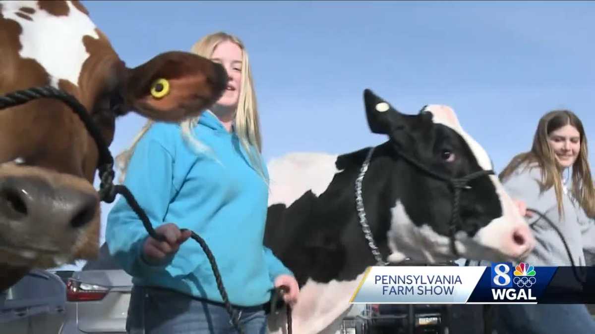 Pa. Farm Show: Taking cows for a walk