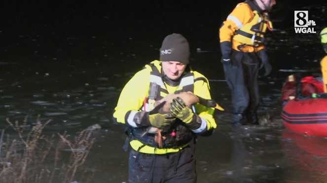 Ducks rescued from frozen pond in Pennsylvania
