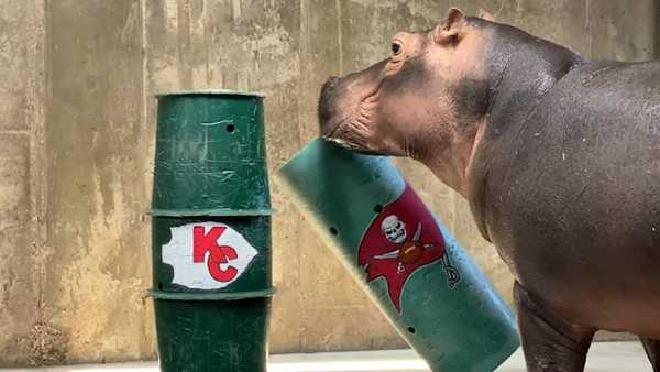 CHIEFS KINGDOM -- Cincinnati's famed hippo Fiona makes her Super Bowl pick - Vimarsana News