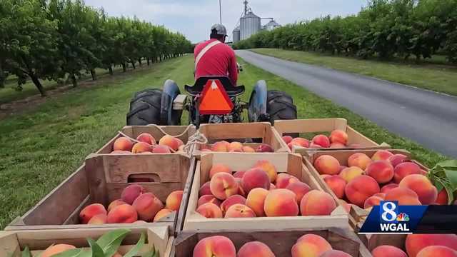 Last year was the pits, but this year is peachy at Pa. orchard - Vimarsana News