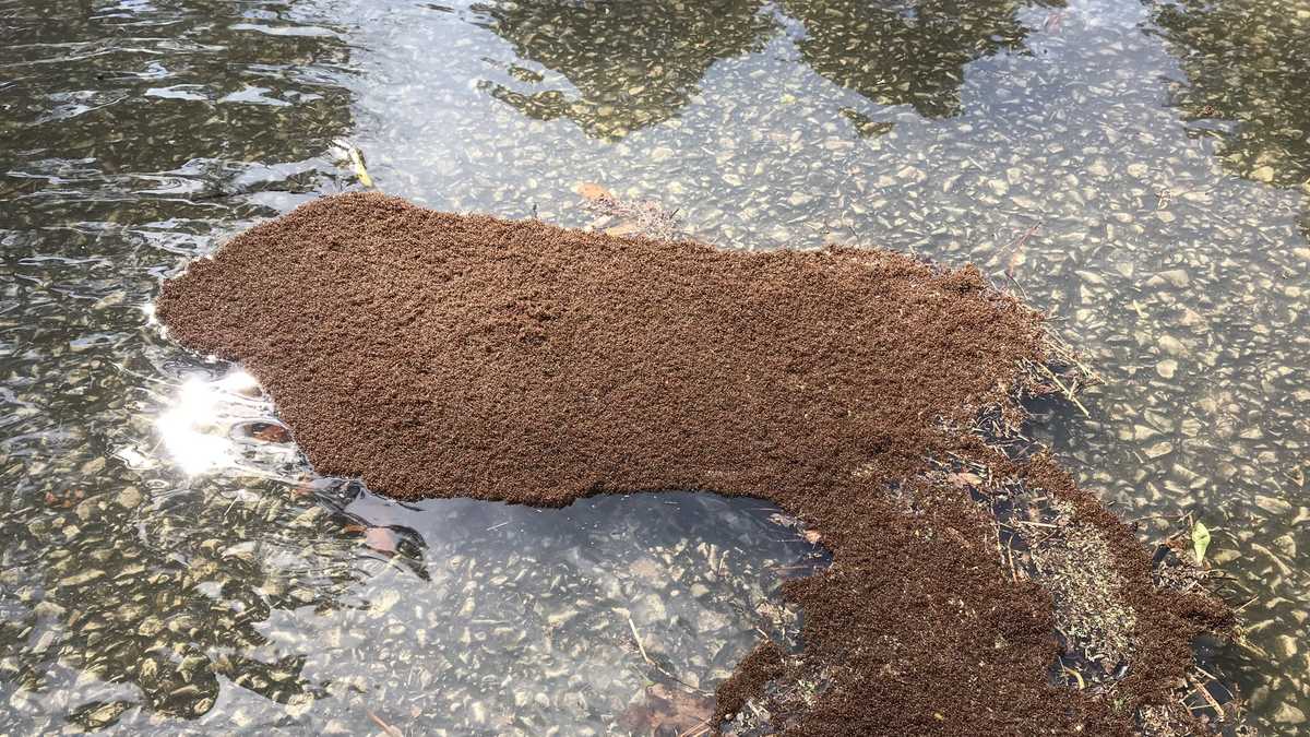 VIDEO Ants float atop flood waters in west Alabama