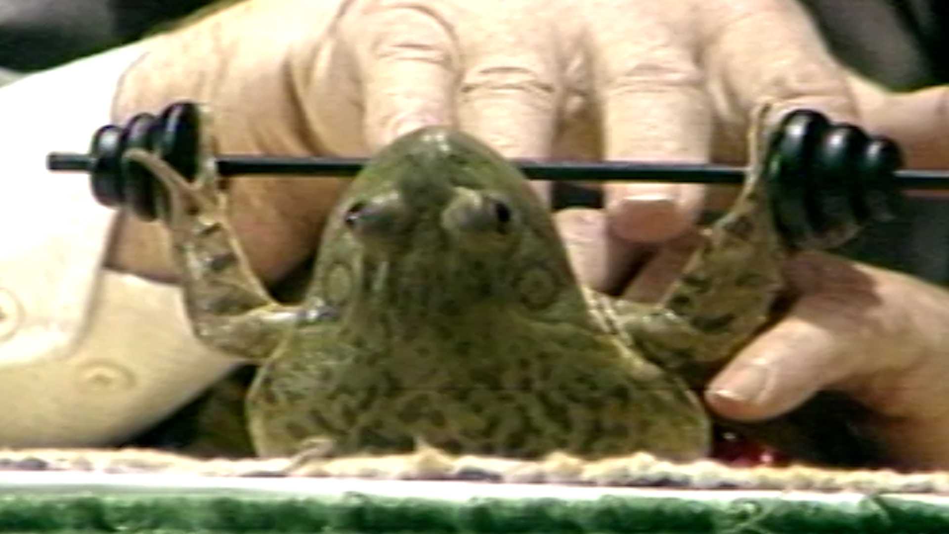 RETRO FIND: Man hypnotizes frogs, puts them through college - Vimarsana News