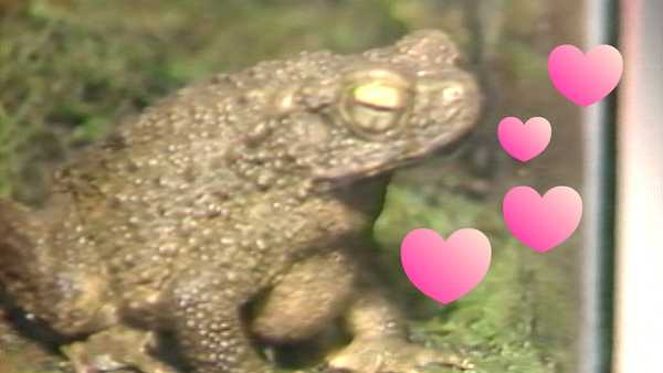 Depending on who you ask, a frog is the perfect gift for Valentine's Day. It just depends on who you're giving the gift to. A frog is always a solid present choice, especially if it's for a single friend… or an enemy.