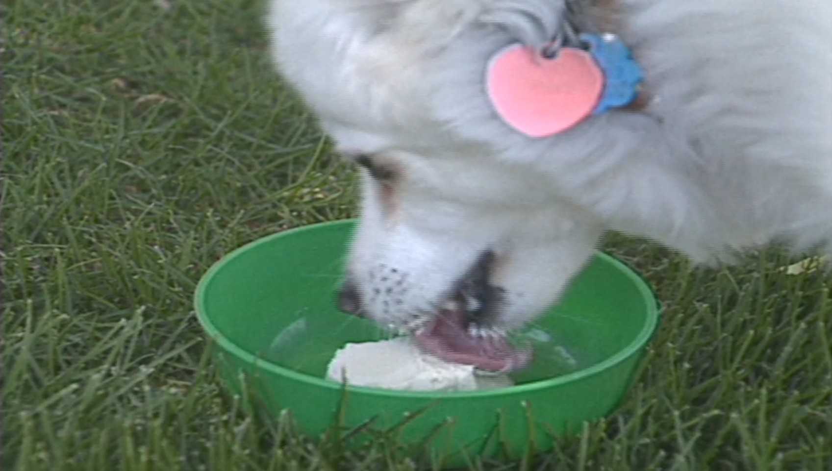 'Bone' appétit! This frozen treat kept dogs’ tails wagging in 1989