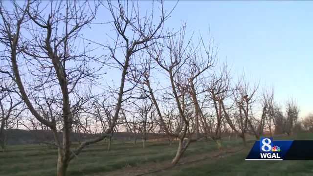 Cold snap impacts crops - Vimarsana News