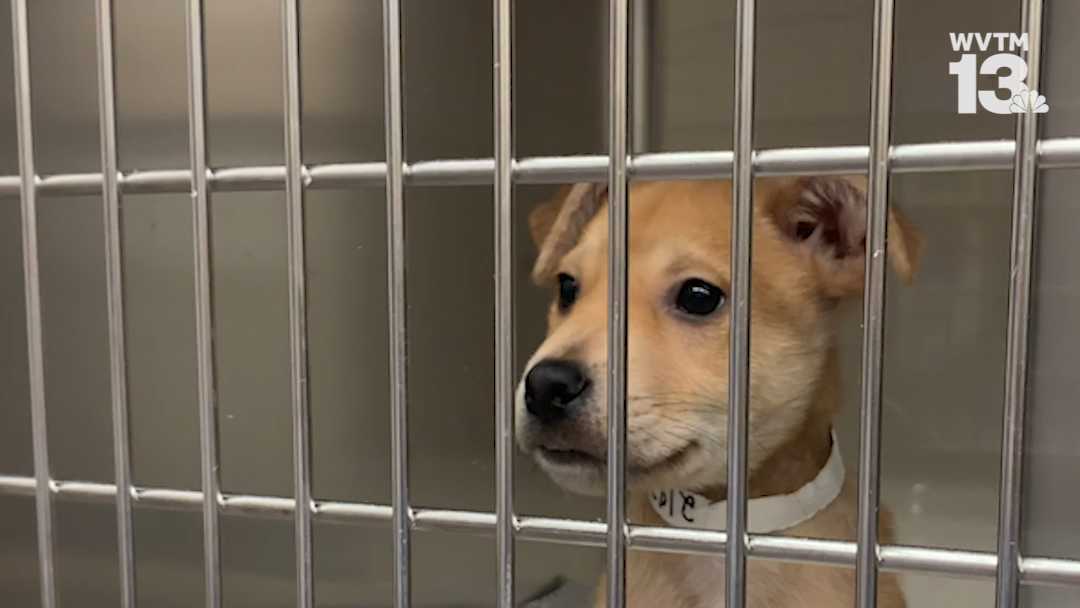 Three dogs looking for furever homes