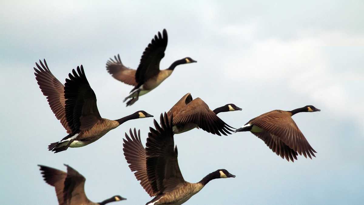 Are flying geese the key to predicting how long winter will last?