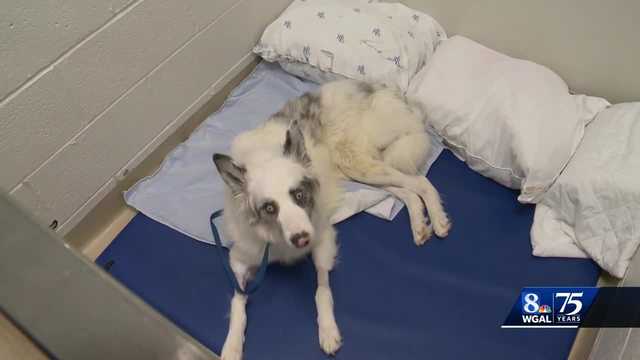 Dog found abandoned in box in Pa. is released from hospital - Vimarsana News