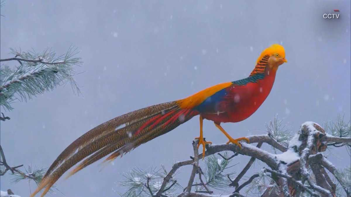 Beautiful, rare multi-colored bird sitting on a snowy branch