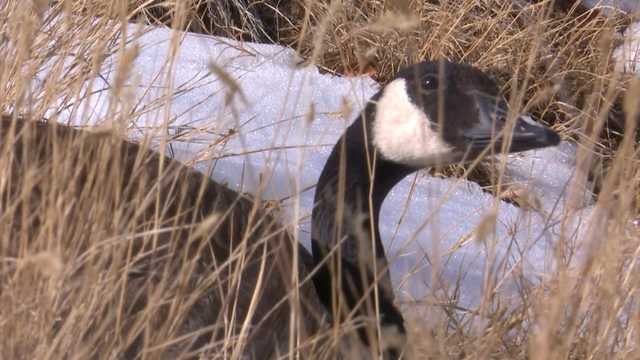 Neighborhood takes orphaned goose that couldn't fly south for the winter under their wing - Vimarsana News